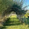 Willow Arch